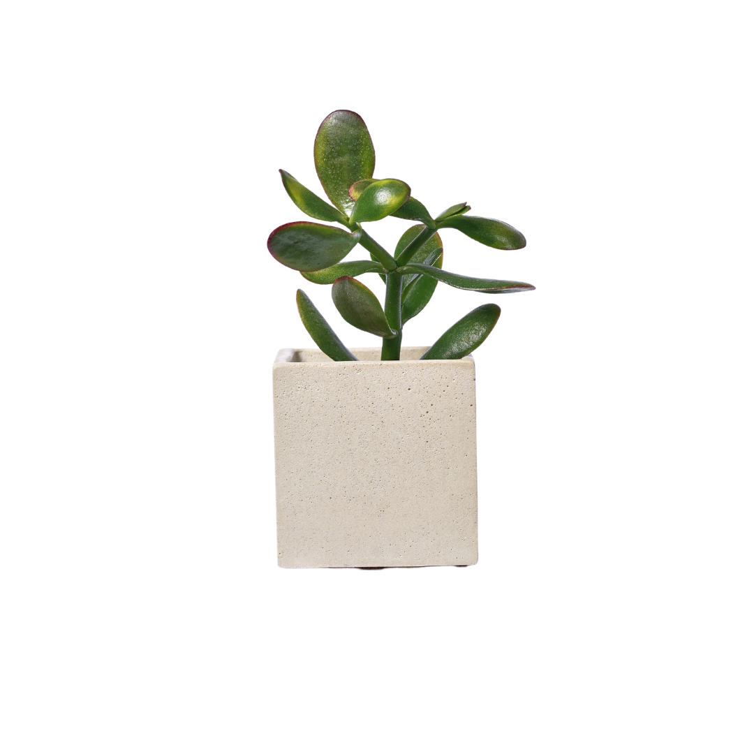 Mini pot de plante - Béton Beige