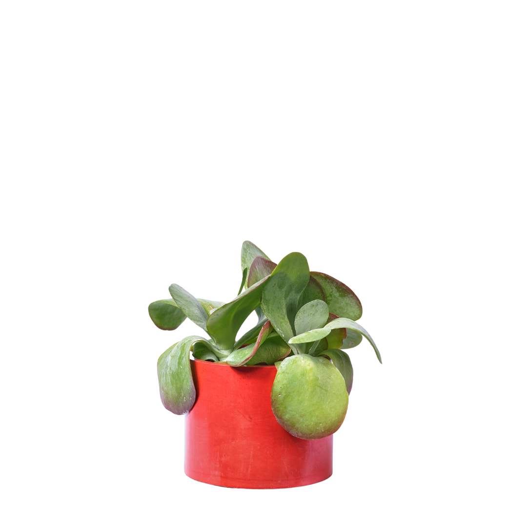Cache-pot XXL - Béton Rouge