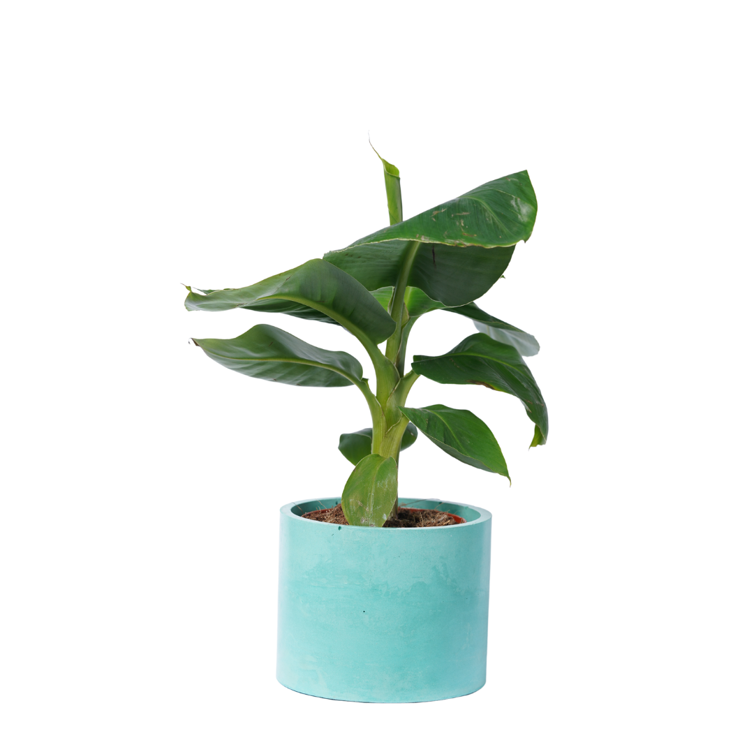 Cache pot XXL - Béton Turquoise