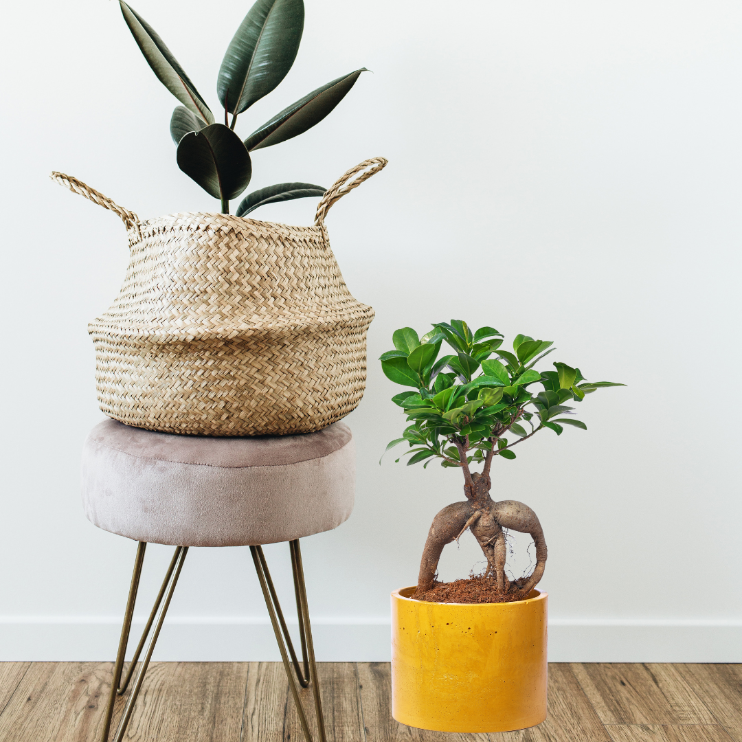 Cache pot XXL - Béton Jaune