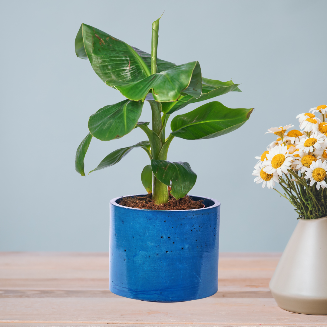 Cache pot XXL - Béton Bleu Pétrole