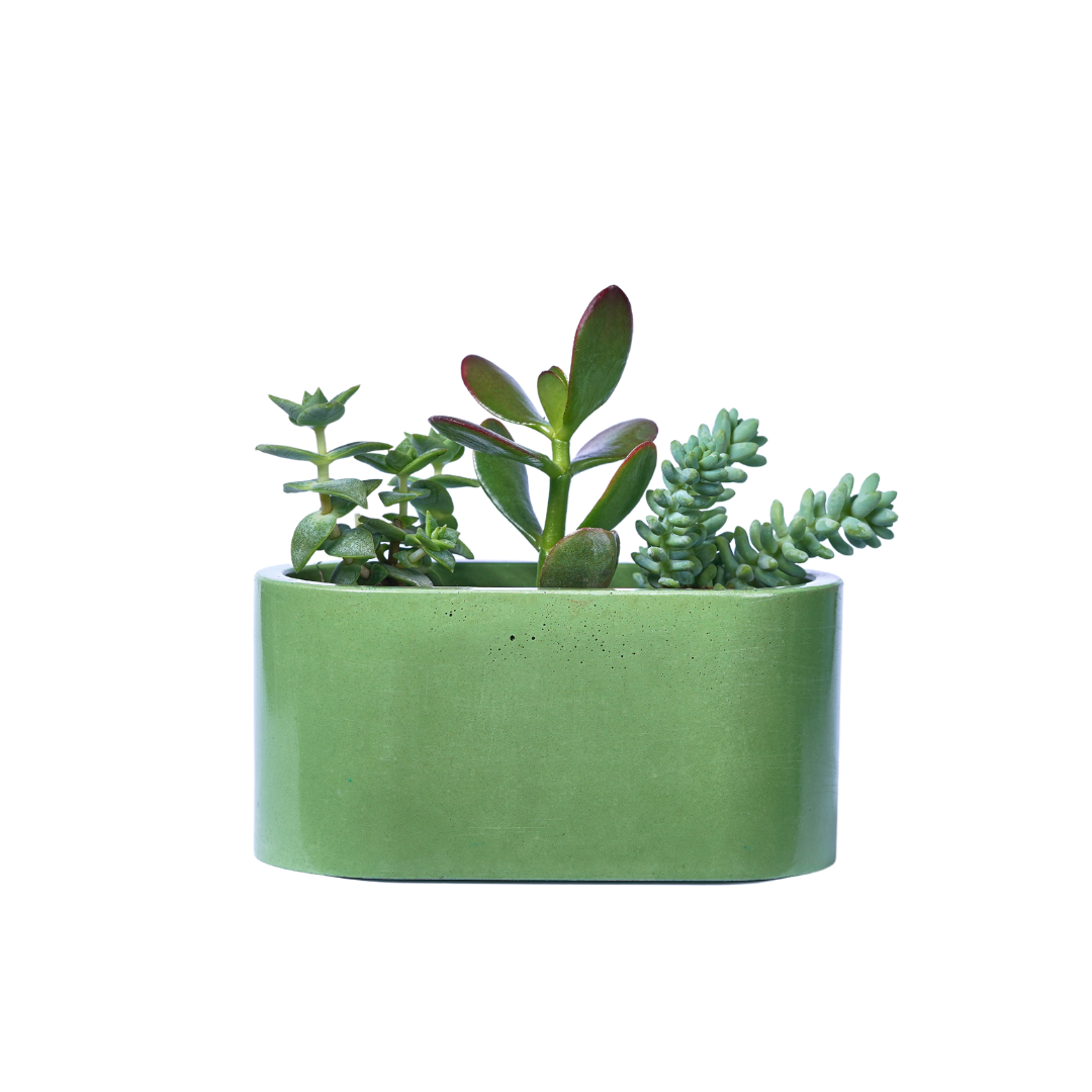 Mini jardinière - Béton Vert