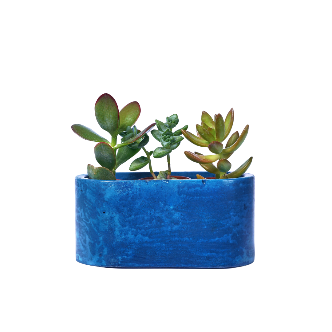 Mini jardinière - Béton Bleu