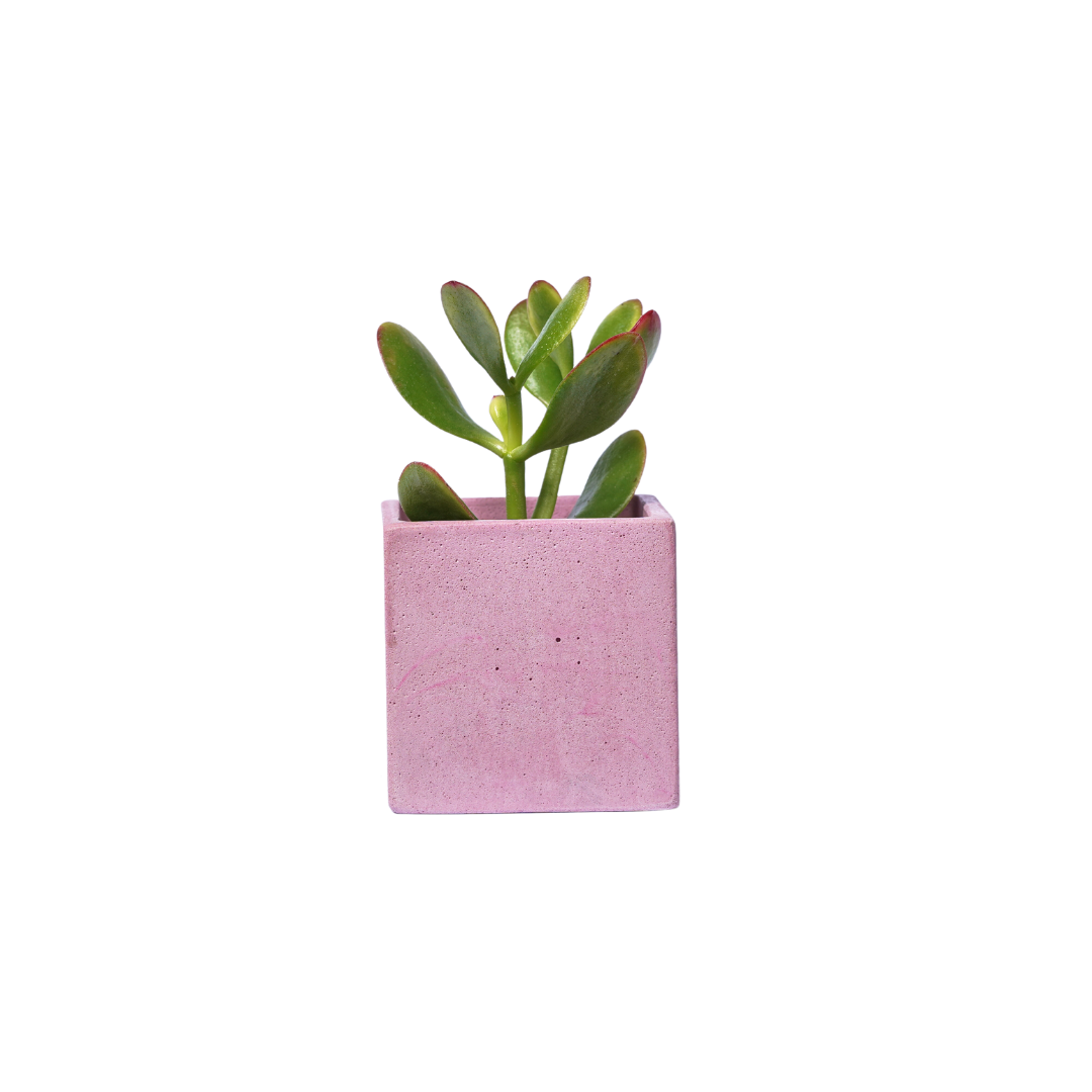 Mini pot de plante - Béton Rose Pastel