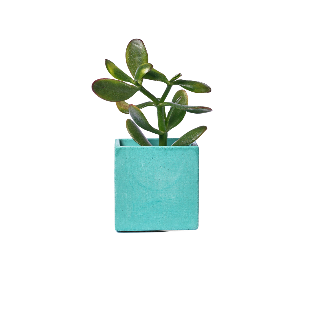 Mini pot de plante - Béton Turquoise