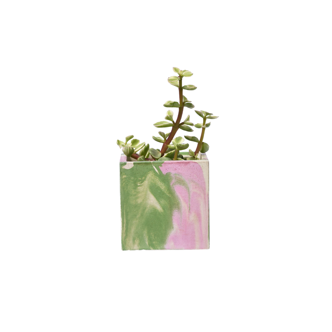 Mini pot de plante Tie&Dye - Béton Rose et Vert