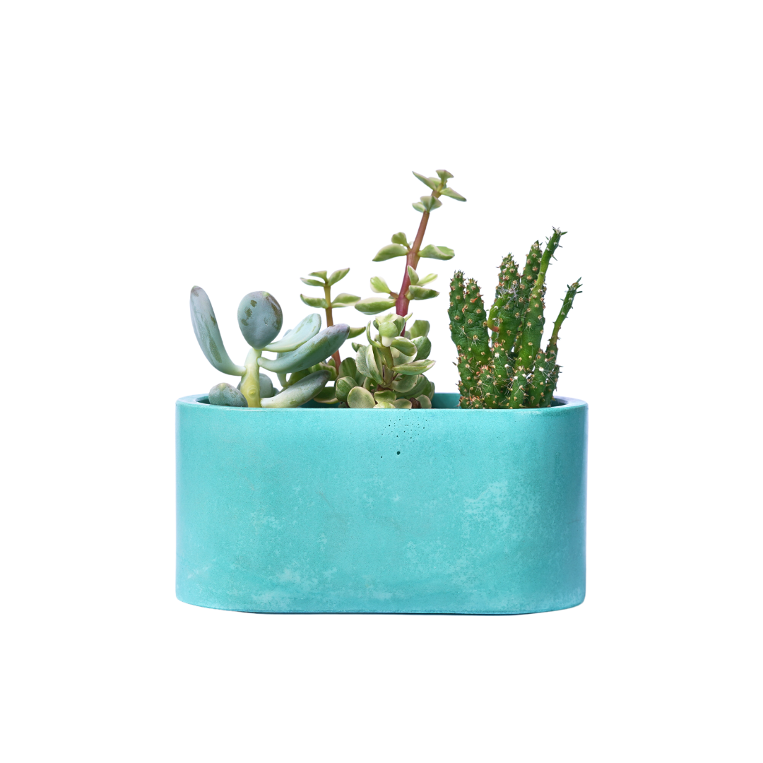 Mini jardinière - Béton Turquoise