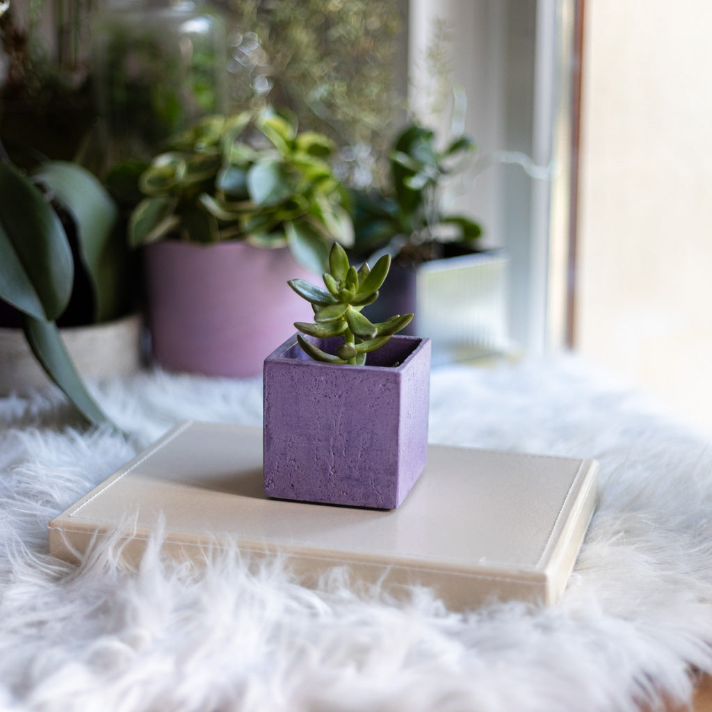 Mini pot de plante - Béton Lilas