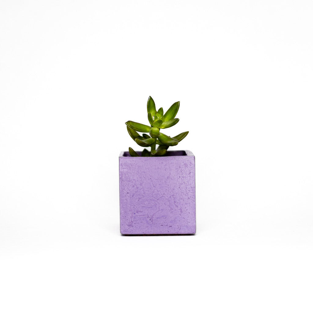 Mini pot de plante - Béton Lilas